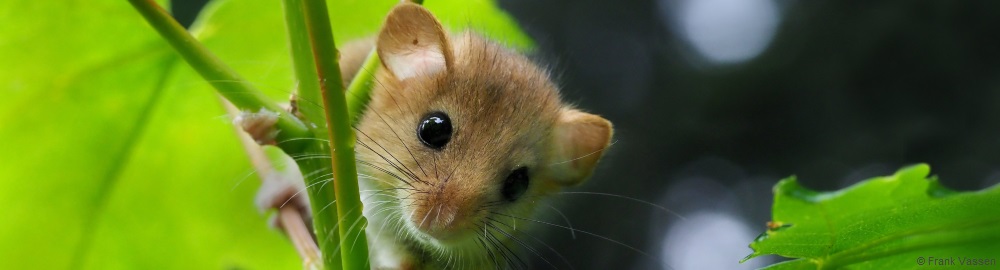 Dormouse