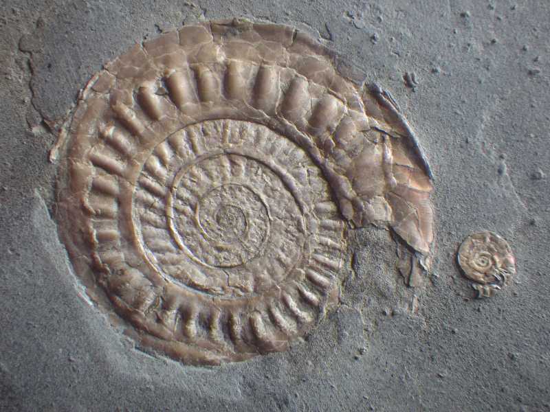 Somerset Jurassic Coast Fossil Walk with Dr Andy King  – Friday 19th November – Watchet