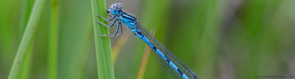 Coenagrion mercuriale (Southern Damselfly) 