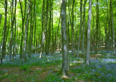 The Woodland Trust