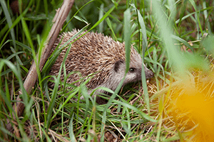 Watchet Hedgehogs