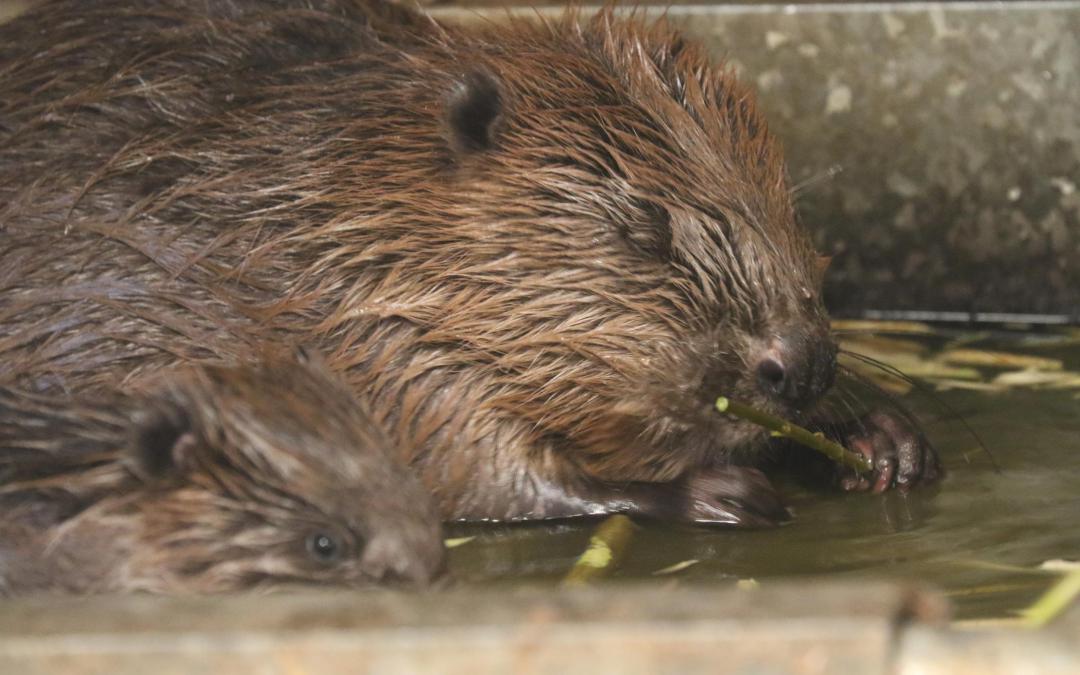 Geckoella Beaver Day – Geckoella seek out a more natural world