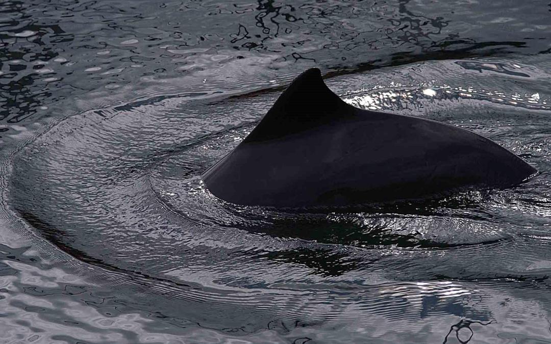 Hurlstone Point Harbour Porpoise Monitoring Project (Somerset Sea Watch)