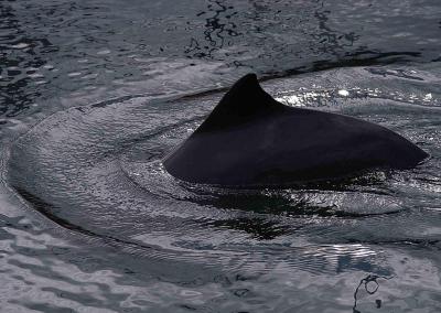 Hurlstone Point Harbour Porpoise Monitoring Project (Somerset Sea Watch)