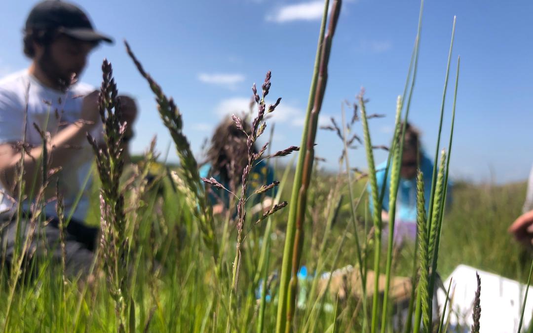 Ecologists Refresh Plant Identification Skills at SSSI Stolford