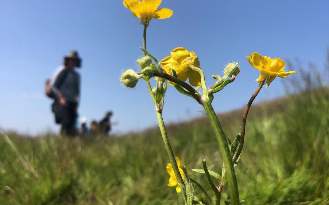 Botanical Training brings a Flurry of FISC Accreditations