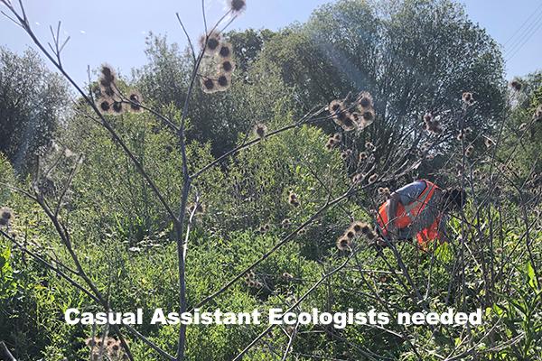 Casual Assistant Ecologists  needed