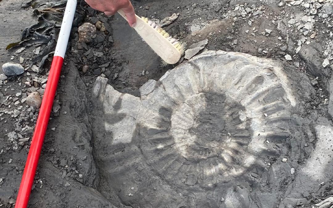 Fossil Ammonite Discovery at Helwell Bay