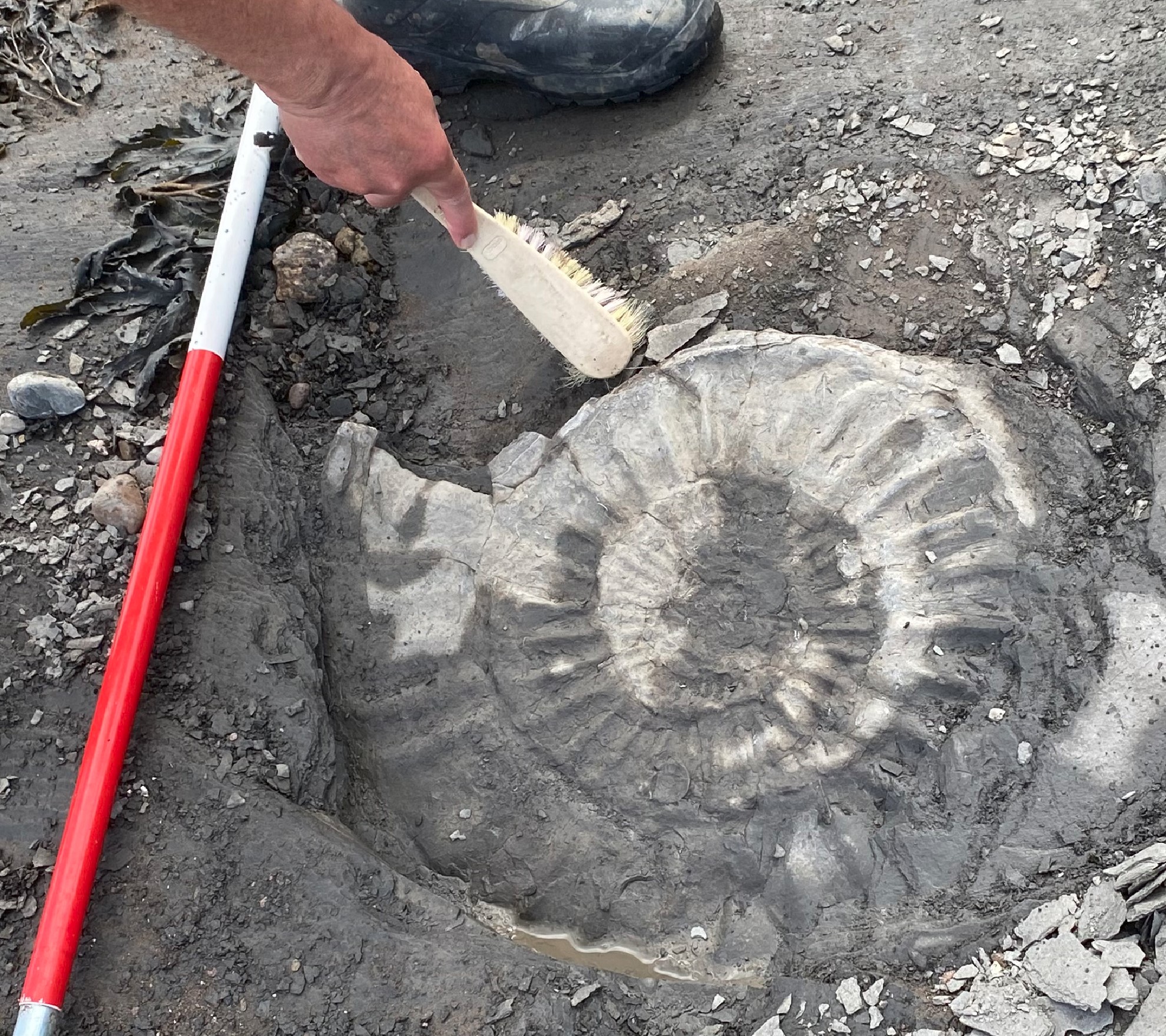 Enter Ammonite:  Prepare To Be Amazed: This Space Discovery Is Huge For Planet Nine - 1xlwzby