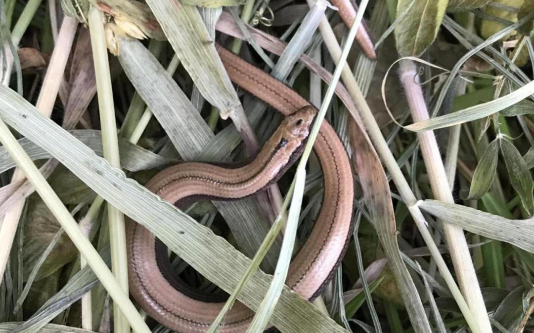 6. Reptile Surveys