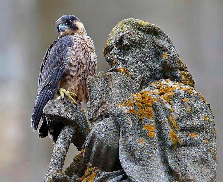 Historic England Research Report on Heritage and Biodiversity – produced by Geckoella