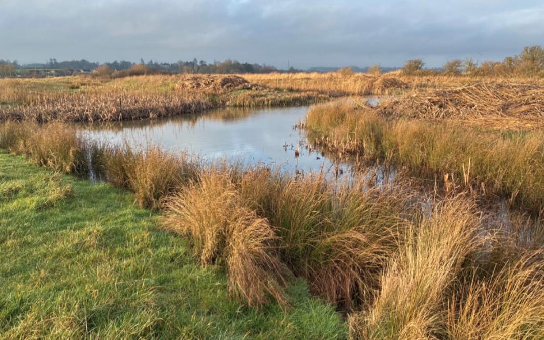 Soil Health and Plant Life: Habitat Restoration and the Future of Steart Marshes