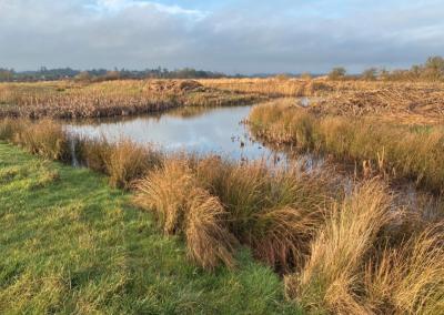 Soil Health and Plant Life: Habitat Restoration and the Future of Steart Marshes