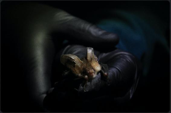 Advanced Bat Trapping Reveals Thriving Breeding Populations at Huntspill NNR